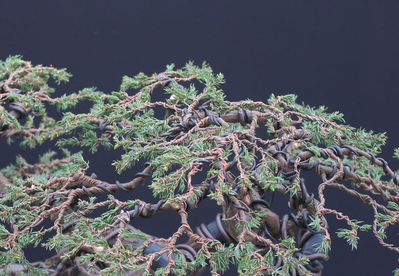 needle juniper bonsai